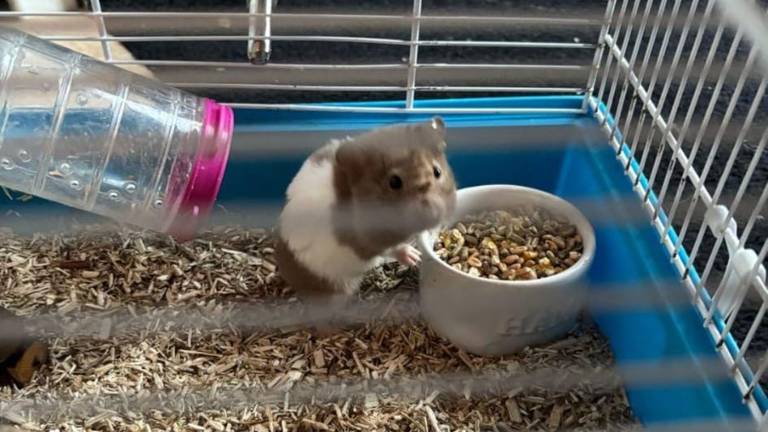 Hamster Puck in de verschoonde kooi bij Ricky (foto: Ricky Fiddelers).