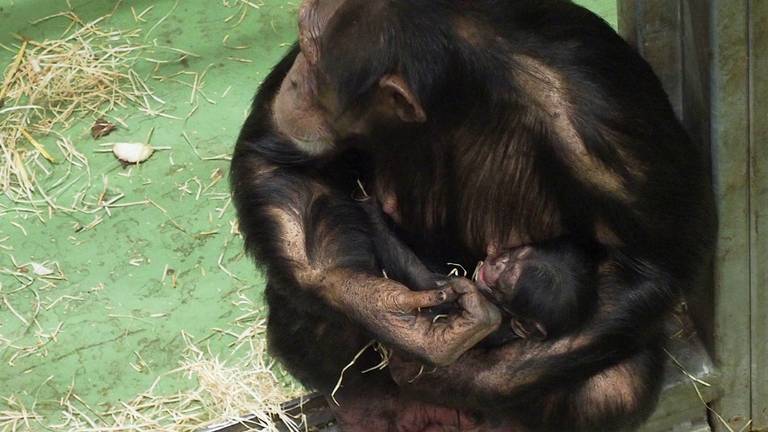 Chimpansee geboren in Beekse Bergen