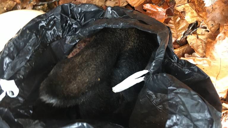 Het oor van het kalfje (Foto: Wandelaar)
