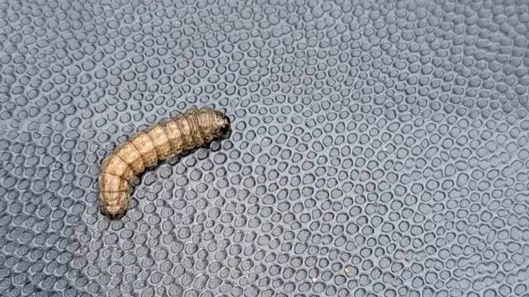 Deze rups ontpopte tot een prachtige vlinder (foto: Anke de Swart)