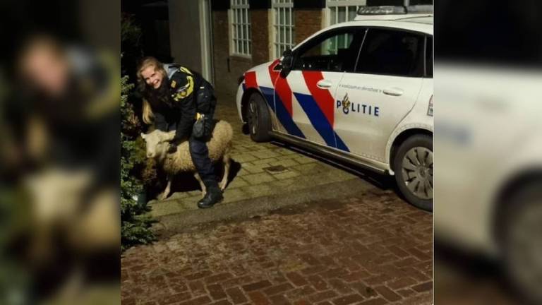 Foto: Dierenpolitie Zeeland West-Brabant