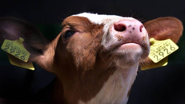 Vooralsnog nergens mond- en klauwzeer aangetroffen (foto: ANP)