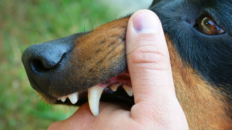 Dit is niet de hond waar het over gaat in dit artikel (foto: Freepik).