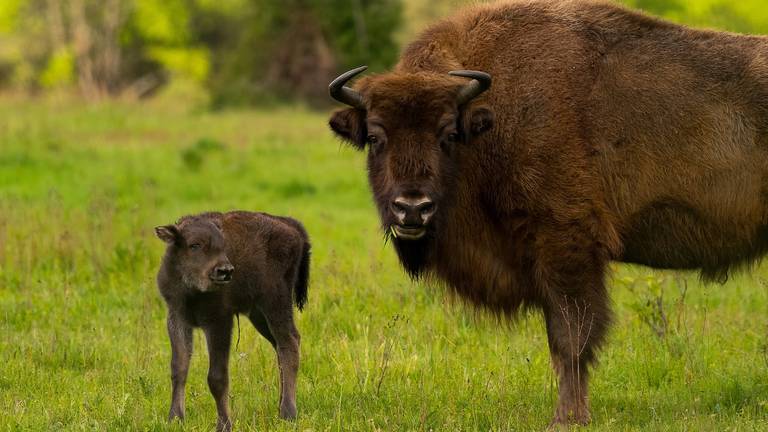 Foto: Arjen Boerman/FREE Nature
