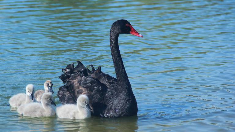zwarte zwanenkuikens in de winter, is dat normaal? (foto: Pixabay zwarte zwaan met jonkies)