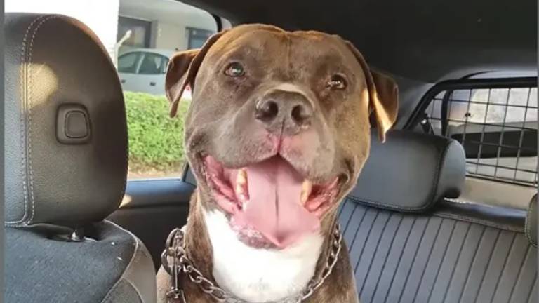 Deze pitbull liep los (foto: Instagram / jeugdagenten Langstraat).