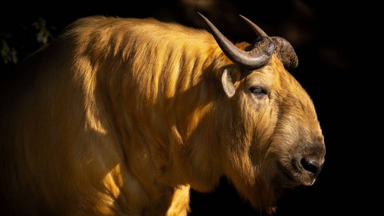 Een gouden takin (foto: Eindhoven Zoo)