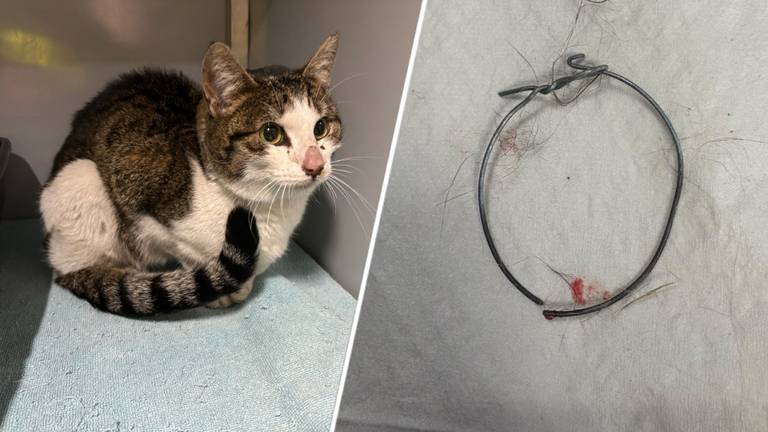 Foto: Dierenasiel Waalwijk.