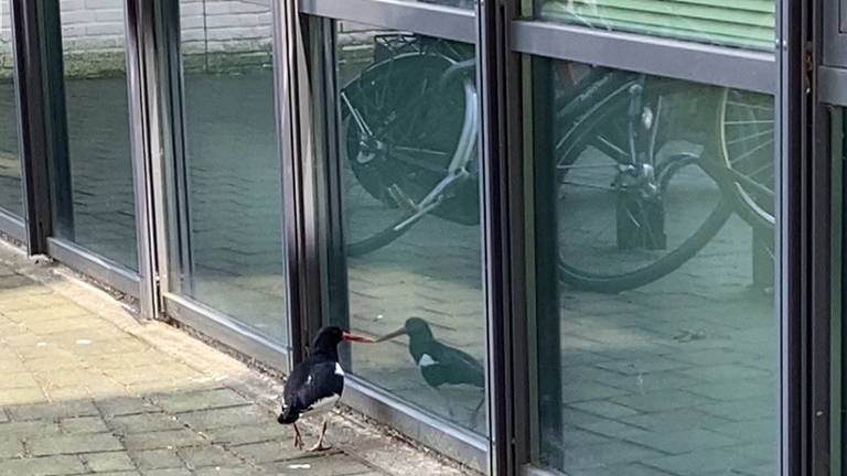 Een scholekster met spiegelbeeld (foto: Jolanda Kantelberg).
