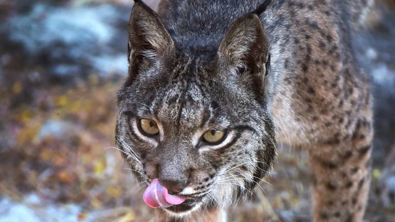 Niet de Lynx uit het verhaal, foto ter illustratie (foto: ANP).