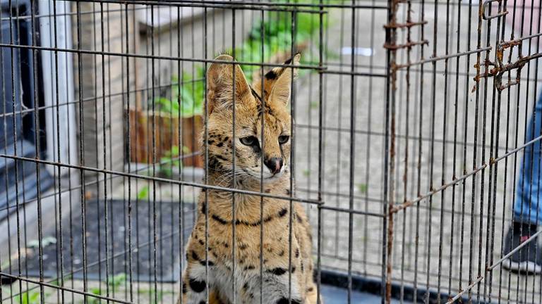 Ontsnapte serval Django duikt op in tuinen en op daken