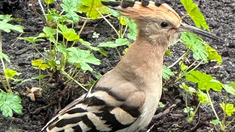 Deze bijzondere vogel was zomaar geland in de achtertuin van Gerry (foto: Gerry van Iperen-Kennis).