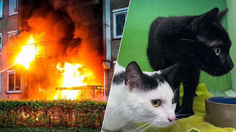 Foto links: Persbureau Heitink / Foto rechts:  dierenarts Stijn Peters.