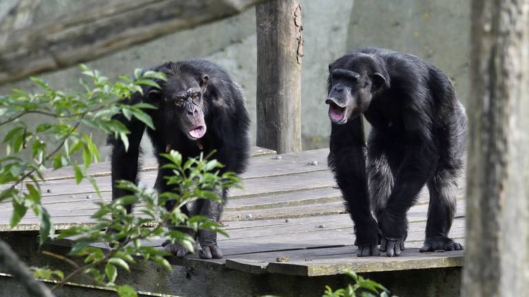 De chimpansees waren niet te spreken over het gedrag van de leerlingen (foto: Erald van der Aa/ANP).