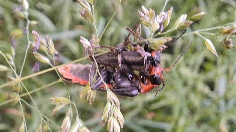 Een zwartpootsoldaatje eet een ander soldaatje op (foto: Ellen Smits).