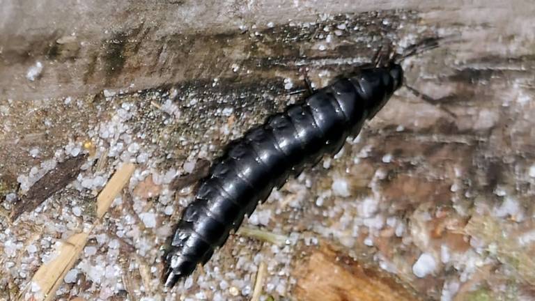 Een larve van een van de schallebijters (foto: Marianne Wijten).