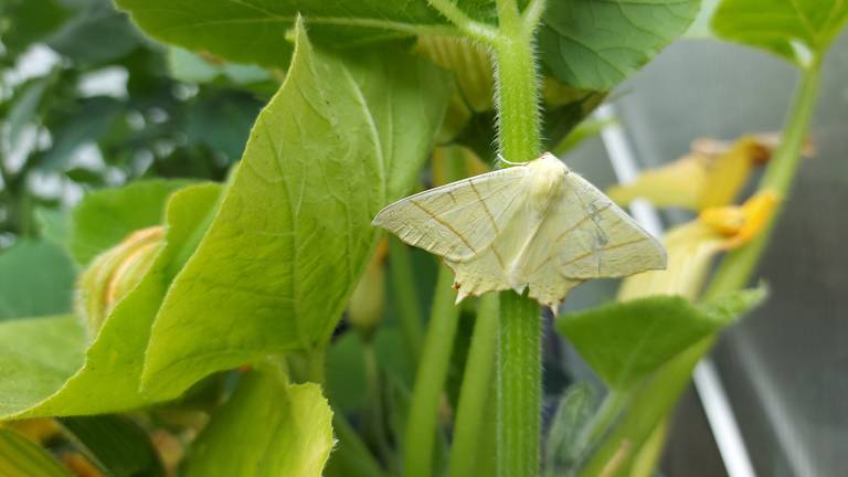 Conny zag deze vlinder op een pompoenplant in een kas (foto: Conny van der Vloet).