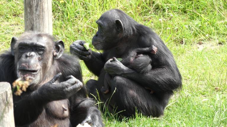 Foto: Eindhoven Zoo.