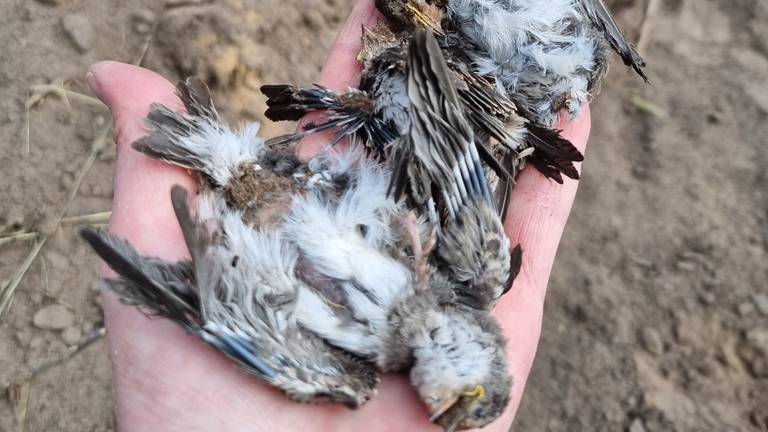 Foto: dierenpolitie.