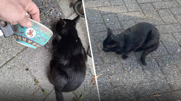 De kat krijgt al een half jaar lang eten van buurtbewoners. (Foto: Yvonne van Bommel / DMG Deurne).