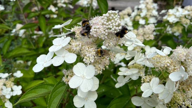 Hommels op een hortensia (foto: Hennie Dirven).