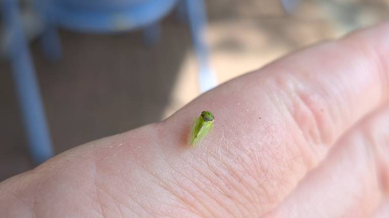 Lassus scutellaris, een dwergcicade (foto: Ralf de Jong).
