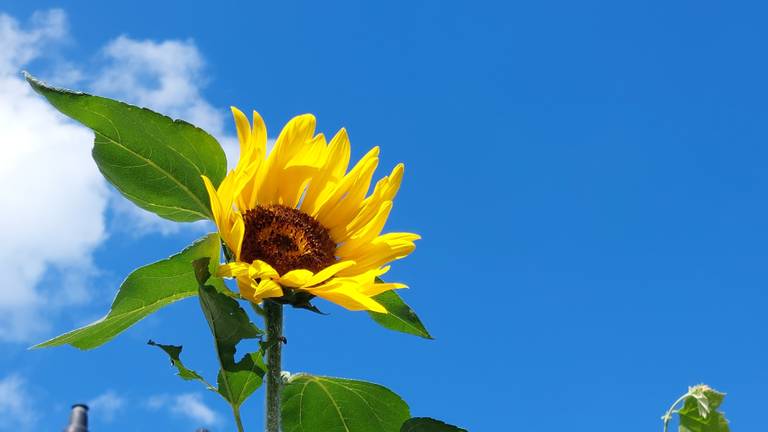 Het wordt zondag mogelijk tropisch warm (foto: Anja Bastiaansen).