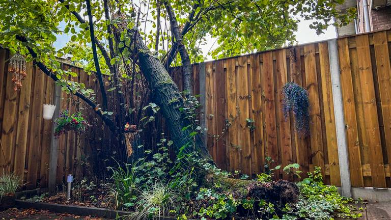Deze boom in een tuin dreigde om te vallen (foto:Persbureau Heitink)