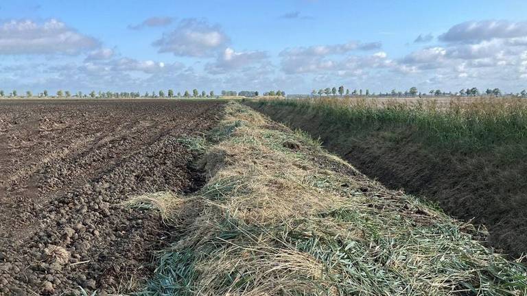 Het maaisel ligt nu enkele meters breed op de akker van boer Cees (foto: Cees van Tiggelen, Halsteren).