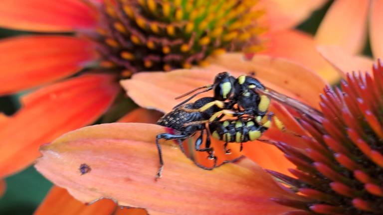 De grote snuittordoder injecteert een snuitkever (foto: Corrie van Zoggel).