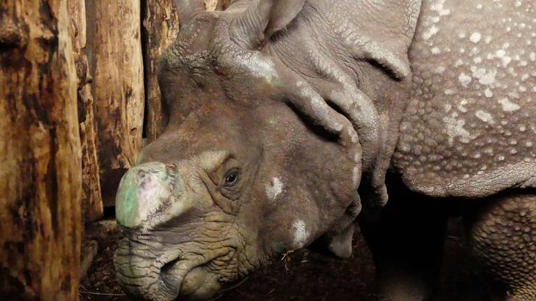 Qabid is de nieuwe Indische neushoorn in Eindhoven Zoo (foto: Eindhoven Zoo).