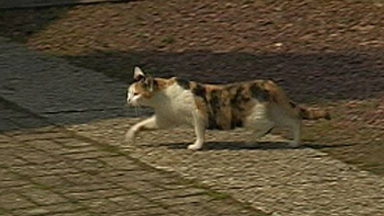 zwerfkat