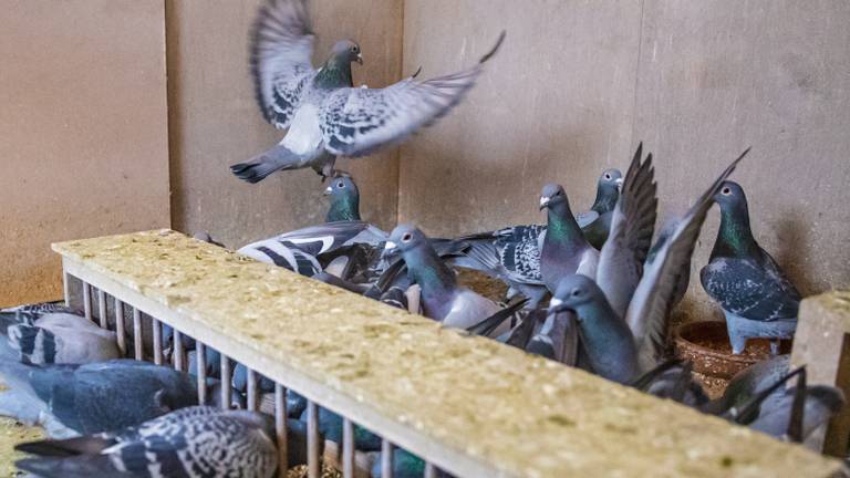 Duiven in de duiventil (foto: ANP).