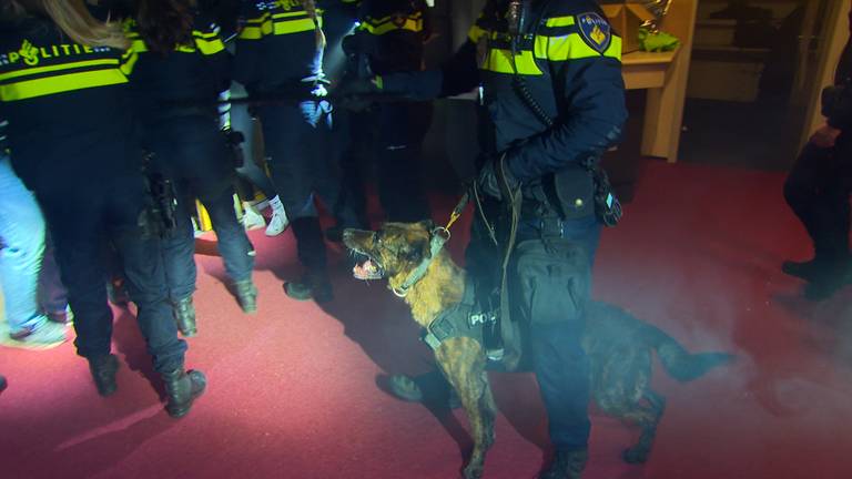 De honden werken als dreigmiddel bij de oefening.