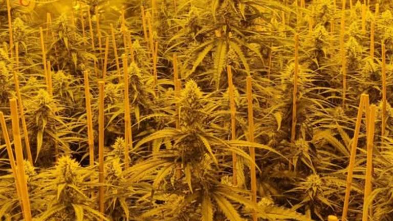 De hennepkwekerij in Uden (foto: politie Maashorst).