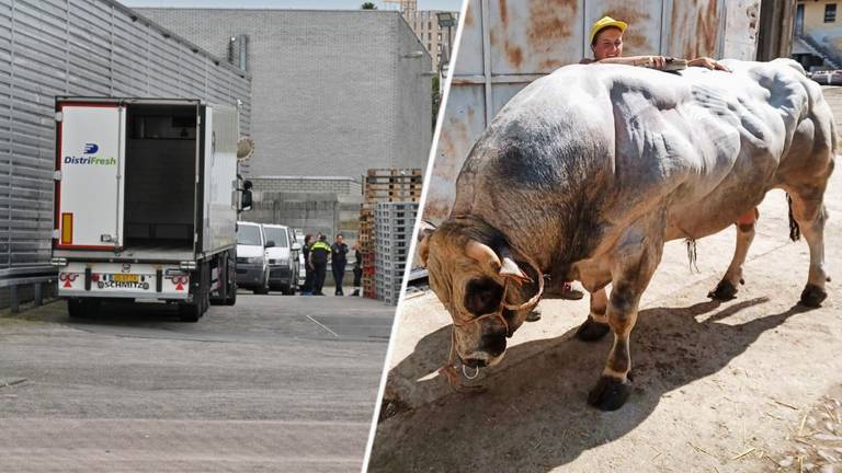 Bij Vion ging het mis met een vleesstier, zoals zo'n stier op deze foto van Instagram.