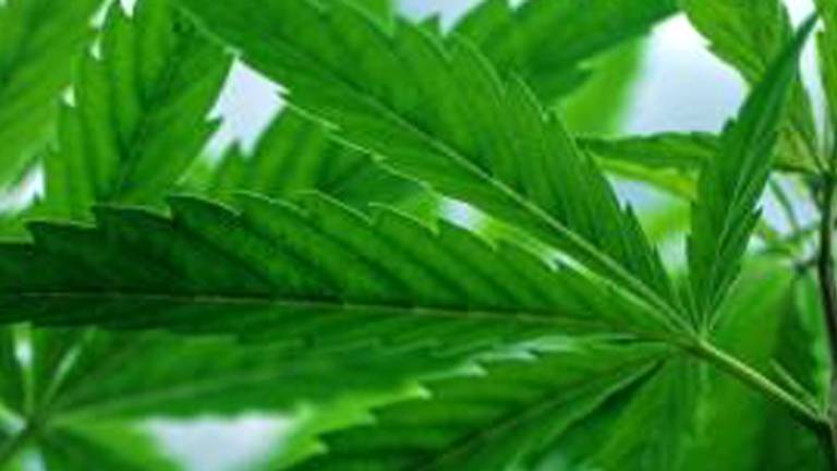 Wietkwekerij bij gevangenisdirecteur. (archieffoto)