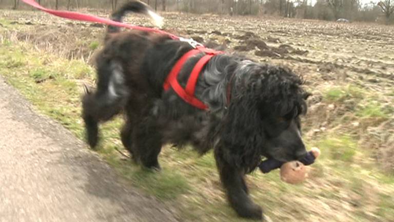 Meneer Jansen, spaniel, speurhond, politiehond