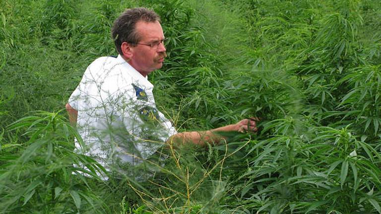 170 wietplantages werden in akkers ontdekt.