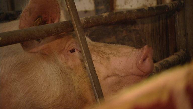 Een varken in een stal