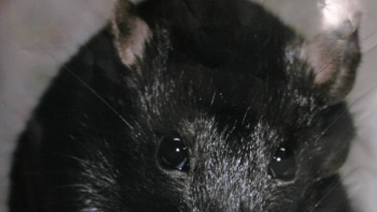 Rat (foto ANP)