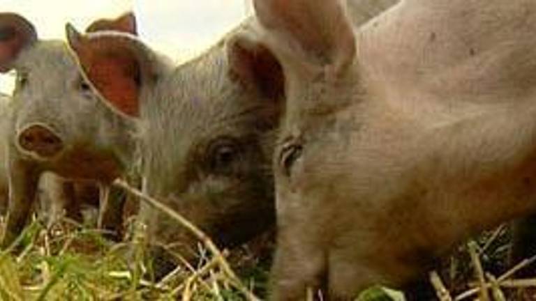 Risico's voor varkenspest (foto: ANP).