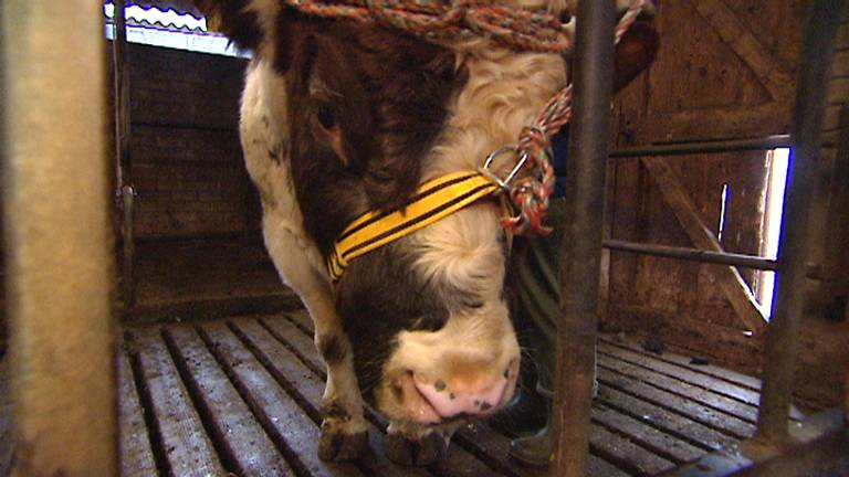 Veehouder veroordeeld voor het verwaarlozen van zijn stieren (archieffoto)