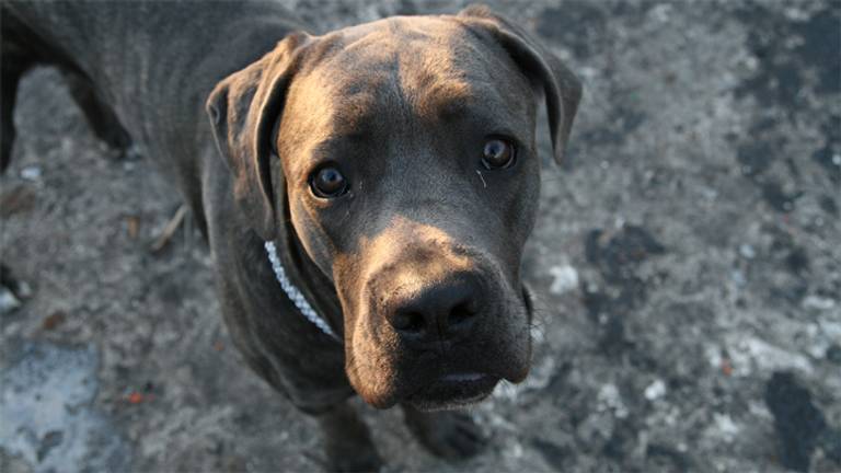 Hond jaagt straatrover weg