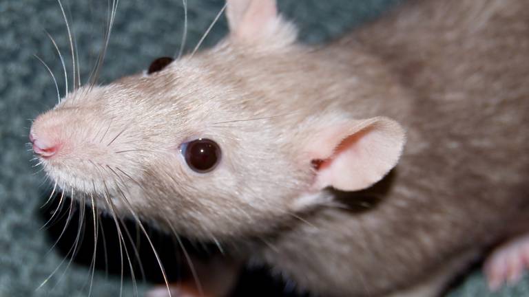 Ratten Over De Schutting Ratten In Spouwmuren Mensen Durven Niet Meer In De Tuin Te Zitten Omroep Brabant