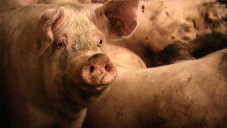Na de varkenpest werd het platteland op de schop genomen