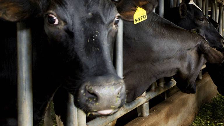 Koeien in de stal. Deze dieren zijn niet van de betreffende boer. Foto: ANP