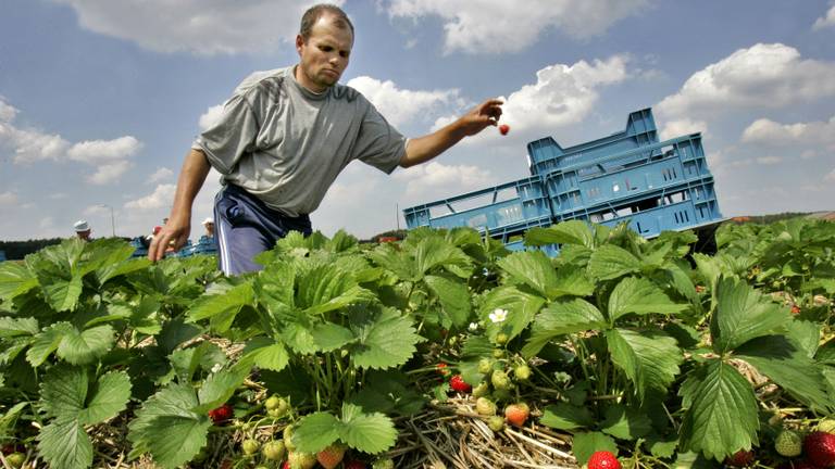 Aardbeienplukkers aan het werk