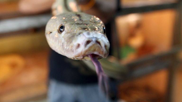 Een andere slang (Archieffoto: ANP)