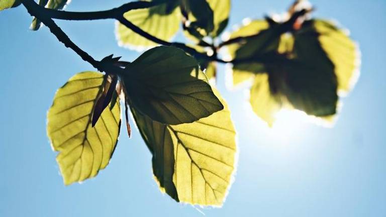 Zon schijnt boven Brabant